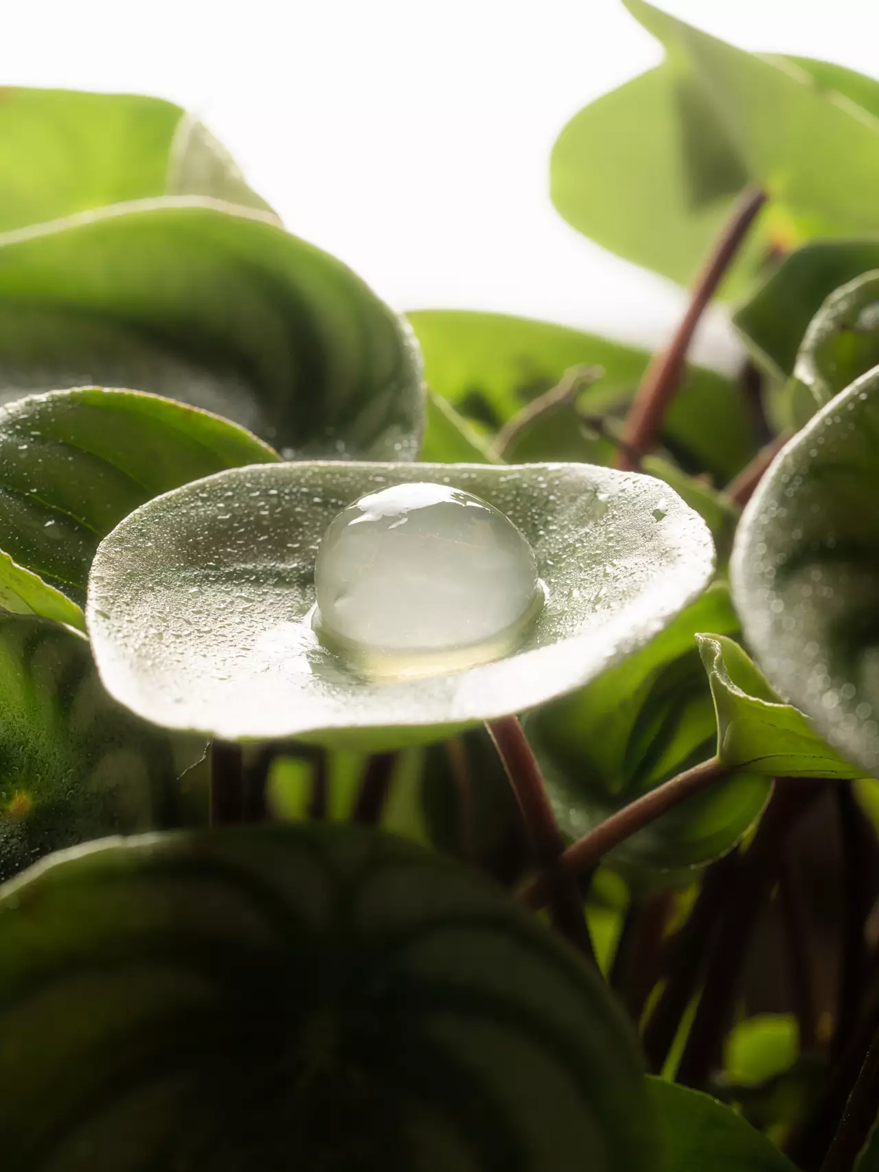 Menú Degustación Pipilacha - Imagen 5